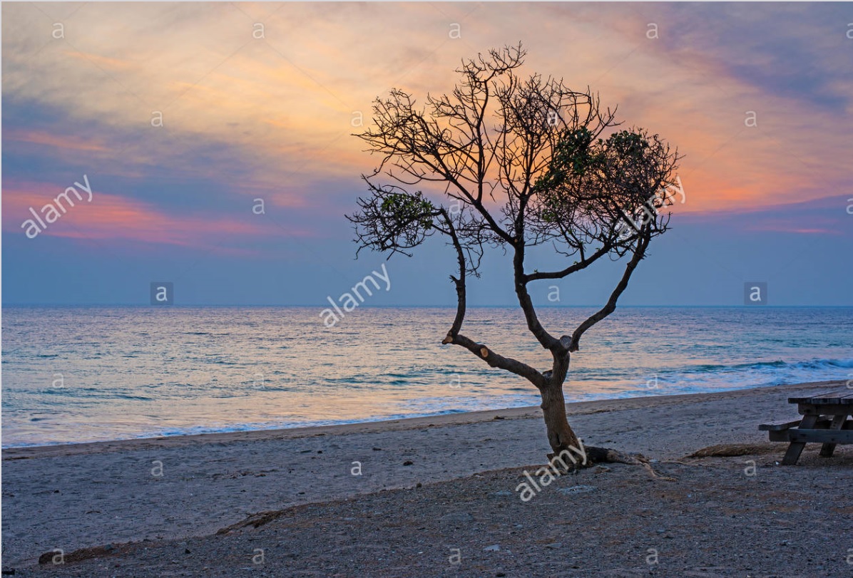 Purple Sunset Tree Beach